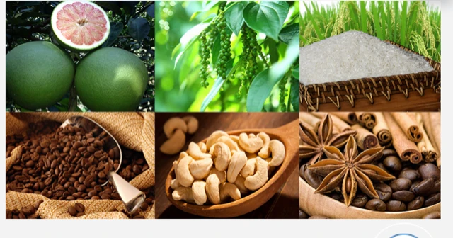 Kim ngạch xuất khẩu nhóm hàng nông sản, lâm sản đạt 19,2 tỷ USD, tăng 15,1% trong 10 tháng qua