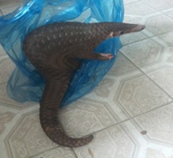 Rare Javanese pangolin individual found in Kon Tum ảnh 1 Rare Javanese pangolin individual found in Kon Tum ảnh 1