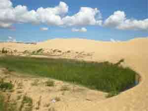 Stroke of green: A grassy patch on a massive sand dune Stroke of green: A grassy patch on a massive sand dune