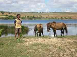 Moonlight guide: A boy who spends his spare time as a guide, stands beside horses on the lakeside Moonlight guide: A boy who spends his spare time as a guide, stands beside horses on the lakeside