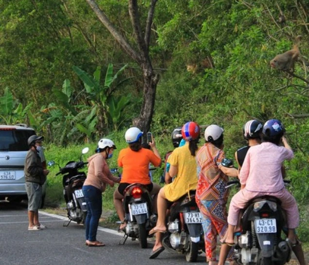 Không cho khỉ ăn để bảo vệ đàn khỉ trên bán đảo Sơn Trà ảnh 2 Không cho khỉ ăn để bảo vệ đàn khỉ trên bán đảo Sơn Trà ảnh 2