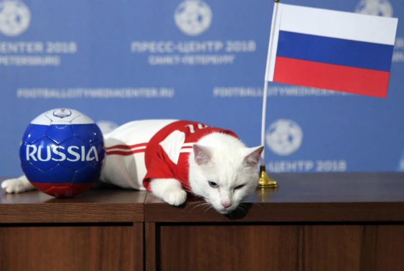 Chú mèo Achilles chọn Nga thắng trận ra quân.