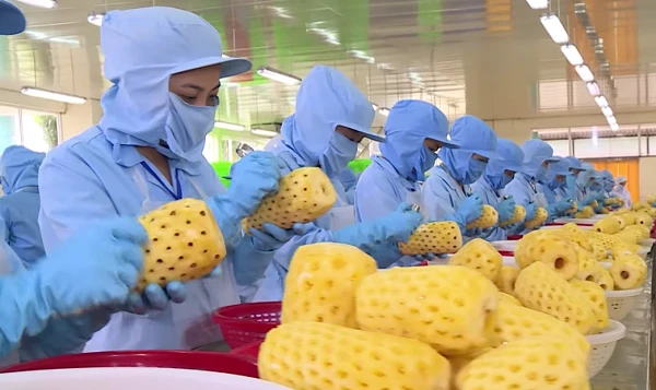 Việt Nam là thị trường xuất khẩu rau quả đã qua chế biến lớn thứ 9 toàn cầu