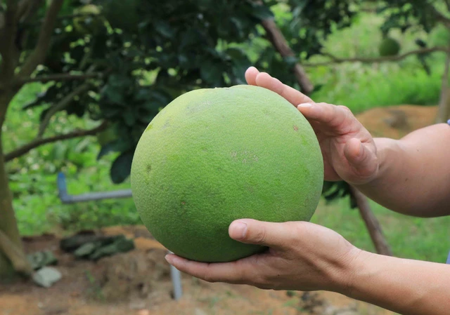 Loại trái cây thứ 7 của Việt Nam được phép nhập khẩu vào Hoa Kỳ 