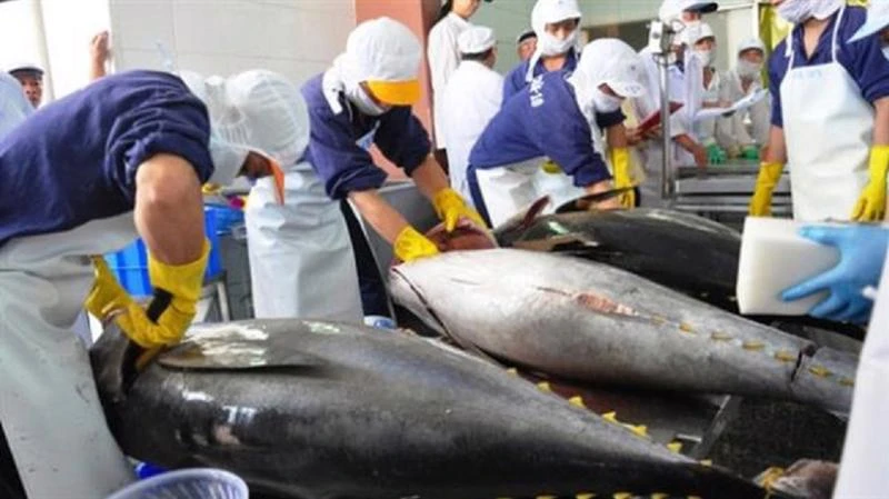 Vì sao xuất khẩu cá ngừ sang EU “đảo chiều” trong quý III 