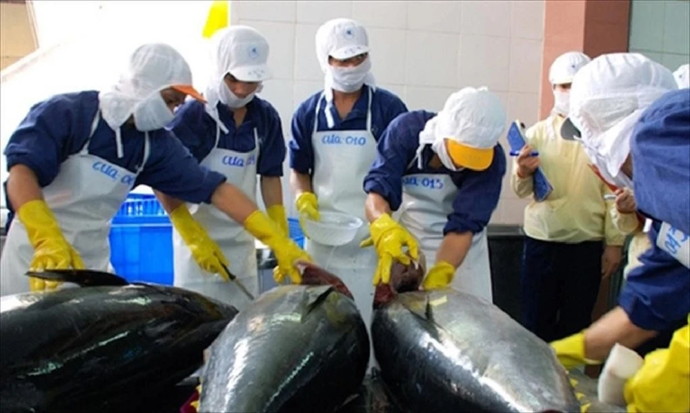 Xuất khẩu cá ngừ chưa thấy "ánh sáng cuối đường hầm" 