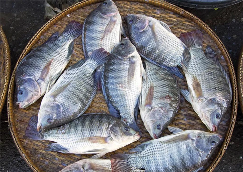 Brazil dừng nhập khẩu cá rô phi Việt Nam