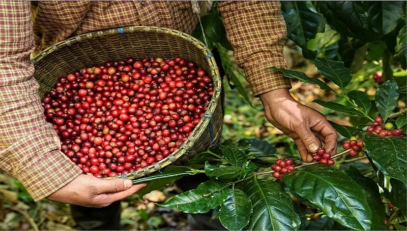 Khan hàng, giá cà phê Việt Nam tiếp tục 'xô đổ' các kỷ lục