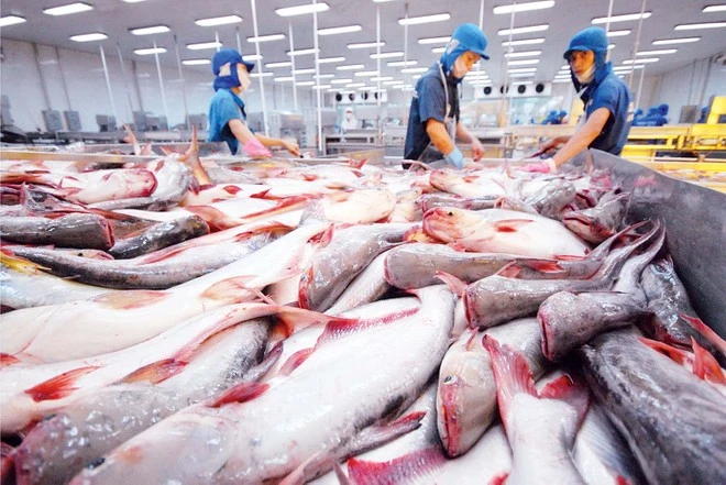 Châu Âu tiêu thụ hơn nửa tỷ USD thủy sản Việt Nam