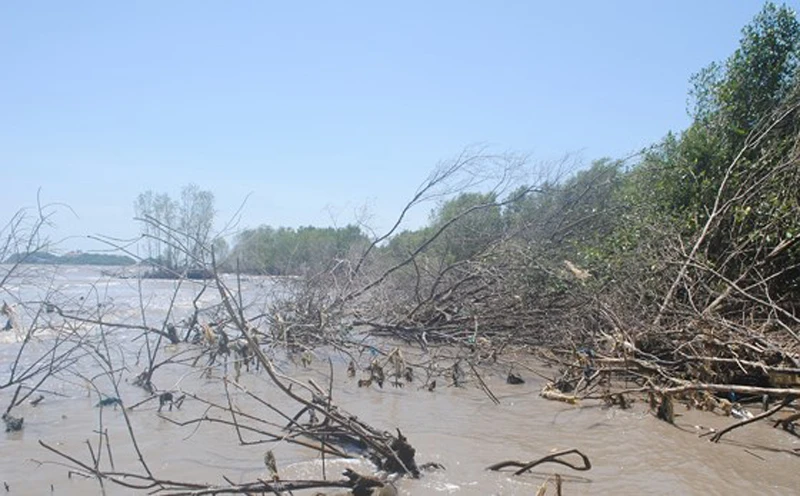 Sạt lở bờ biển phía Tây của tỉnh Cà Mau làm đất rừng phòng hộ ngày càng mất dần