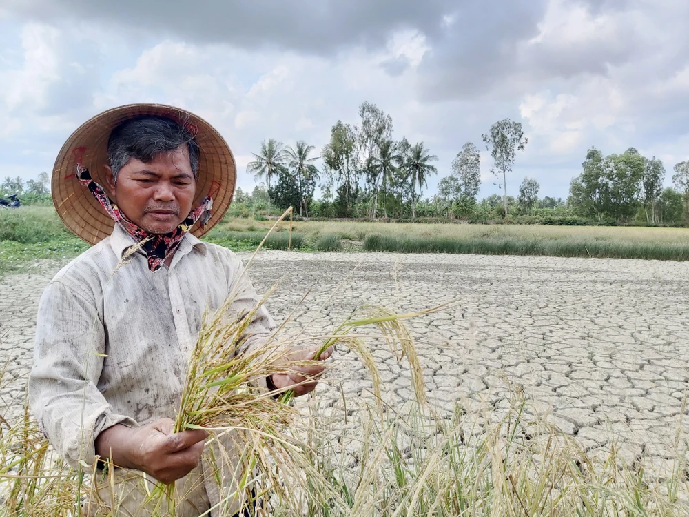 Lúa trên địa bàn vùng ngọt hóa tỉnh Cà Mau bị thiệt hại do hạn hán