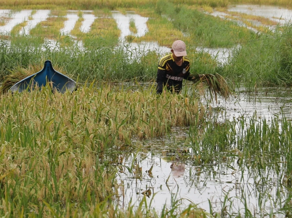 Tại vùng ngọt hóa huyện Trần Văn Thời (tỉnh Cà Mau) lúa bị ngập phải cắt bằng tay nên tiến độ thu hoạch rất chậm