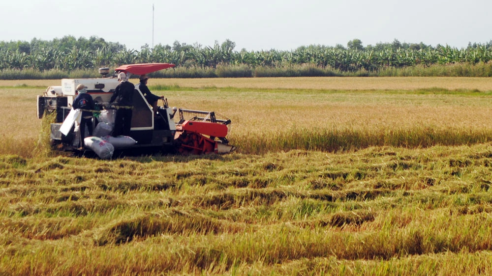 Bạc Liêu nhờ các tỉnh lân cận hỗ trợ người và phương tiện thu hoạch lúa hè thu
