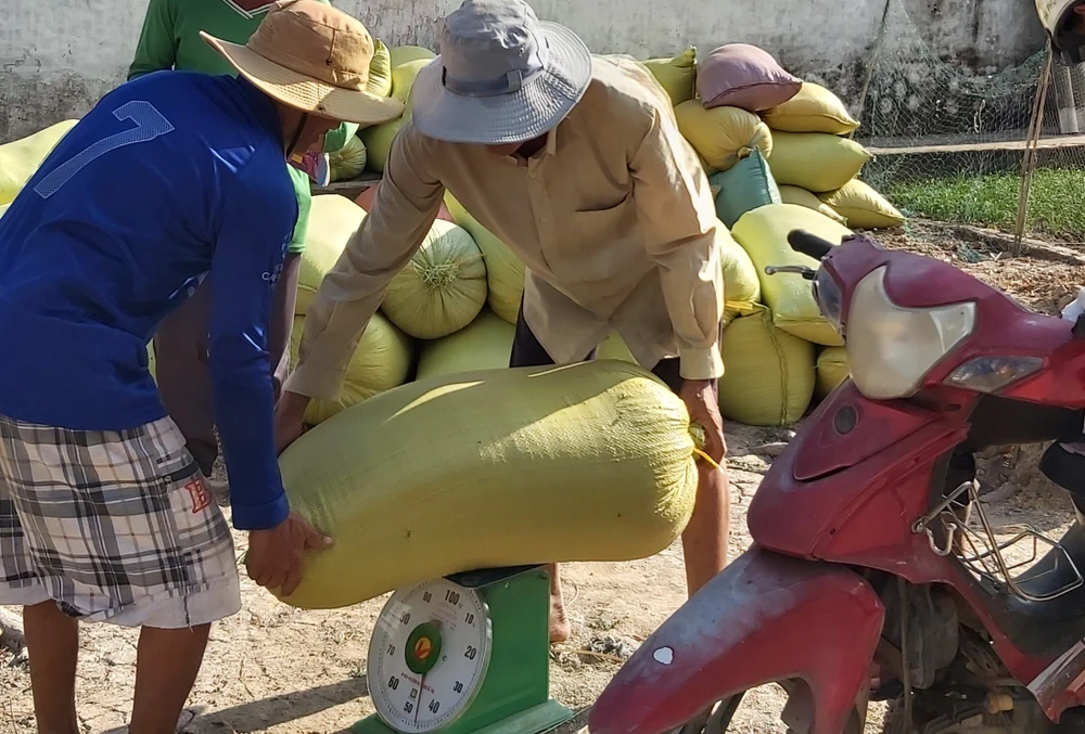 Cà Mau: Chỉ đạo xác minh thông tin thương lái mua lúa không trả tiền cho nông dân