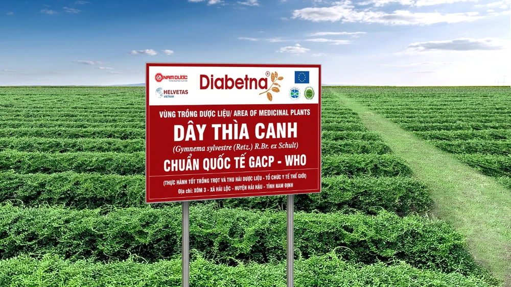 Vùng trồng Dây thìa canh sạch chuẩn quốc tế GACP-WHO - Nguyên liệu bào chế Diabetna tại Hải Hậu, Nam Định