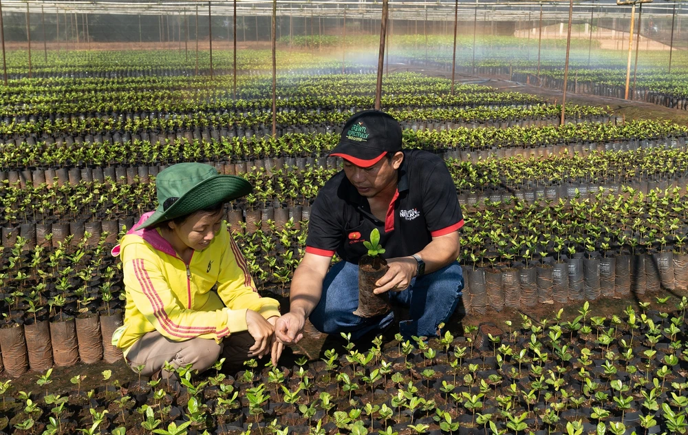 Nestlé hỗ trợ cây giống chất lượng cao cho người nông dân trồng cà phê tại Tây Nguyên