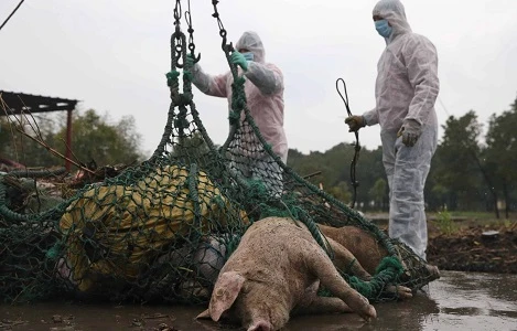 Trung Quốc tiêu hủy lợn nhiễm bệnh dịch tả châu Phi. Nguồn: SCMP.COM