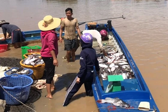 Cá trên sông La Ngà đang bị bán đổ, bán tháo với giá rẻ