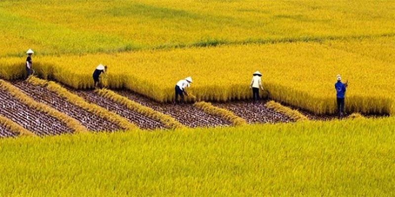 Chính phủ yêu cầu giữ ổn định diện tích 3,56 triệu ha đất trồng lúa