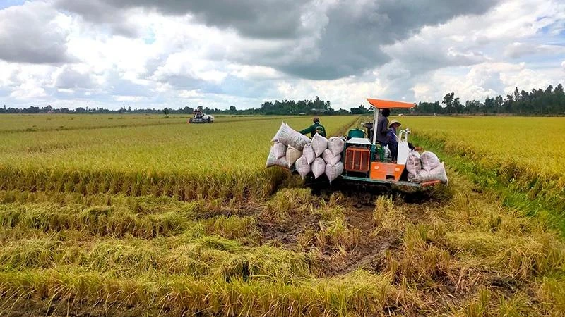Thủ tướng chỉ thị nghiên cứu thúc đẩy sàn giao dịch lúa gạo