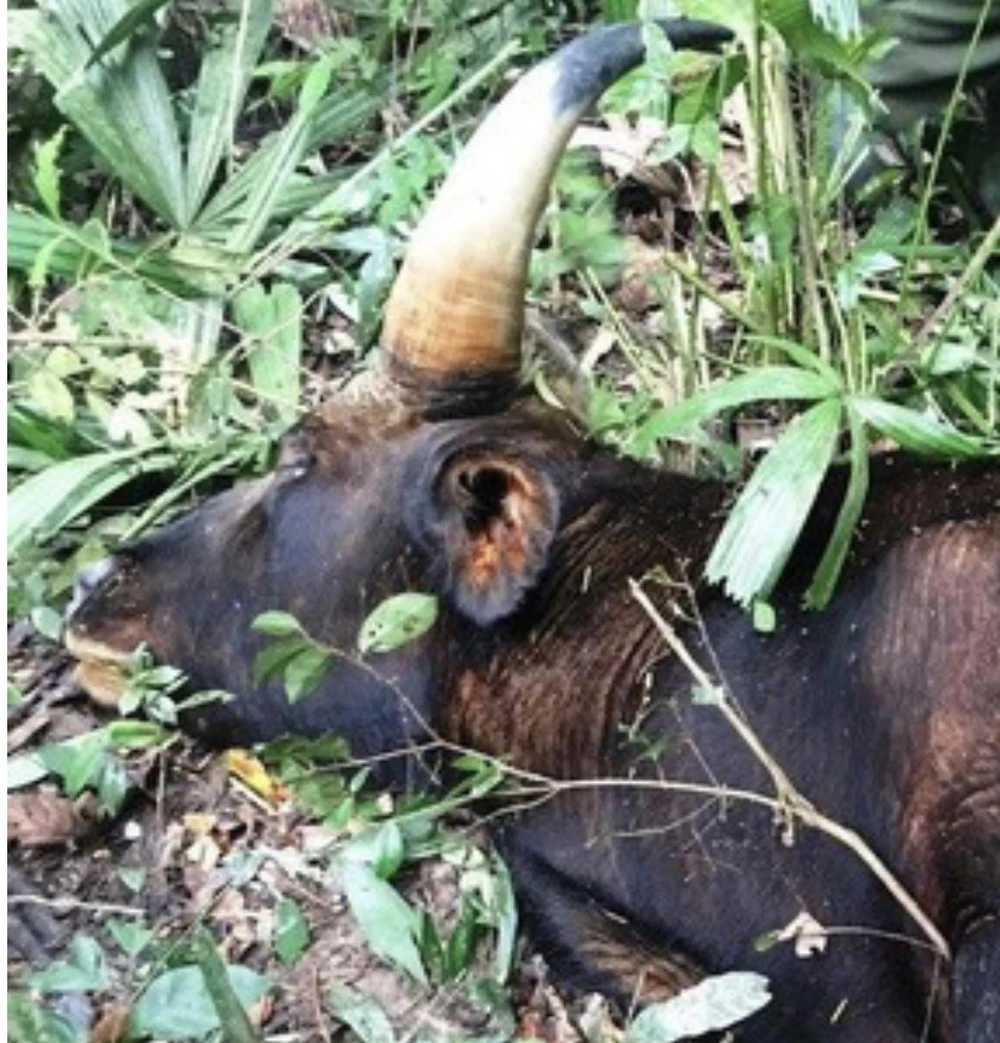 Đồng Nai: Đã tìm ra nguyên nhân cá thể bò tót gần 800kg bị chết