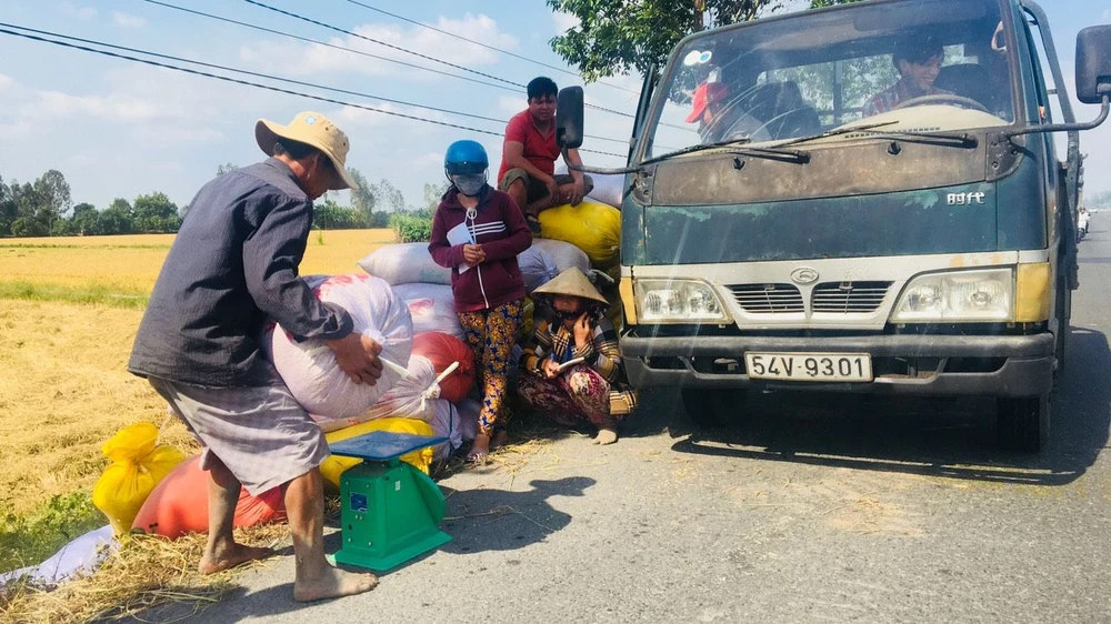 Nông dân Hậu Giang thu hoạch lúa bán cho thương lái tại ruộng