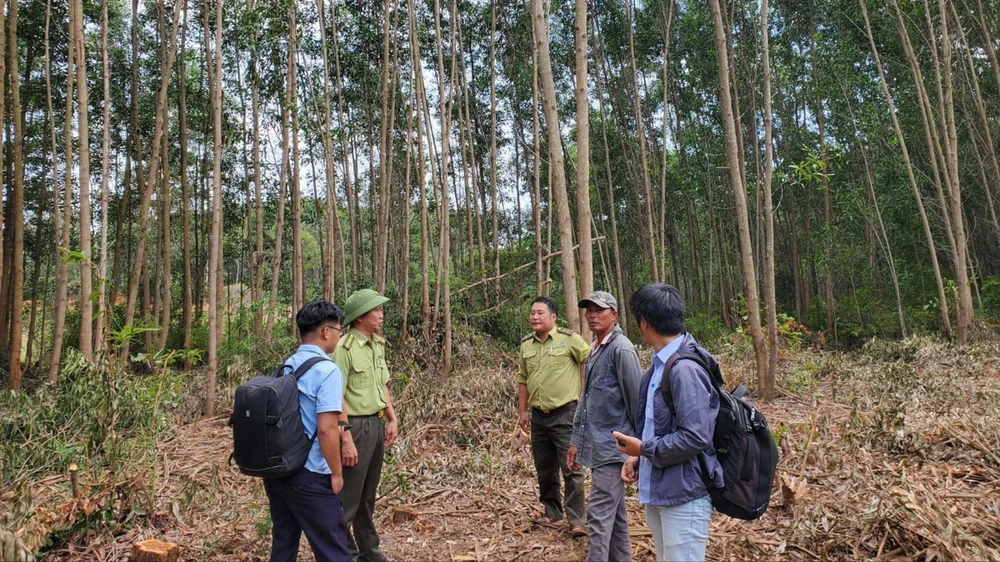 Lực lượng kiểm lâm kiểm tra hiện trường vụ khai thác rừng keo tràm trái phép lòng hồ Vạn Định