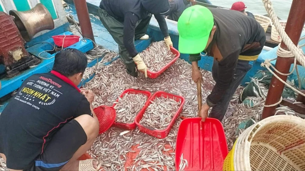 Quảng Bình: Ngư dân trúng đậm cá cơm, một đêm thu 150 triệu đồng