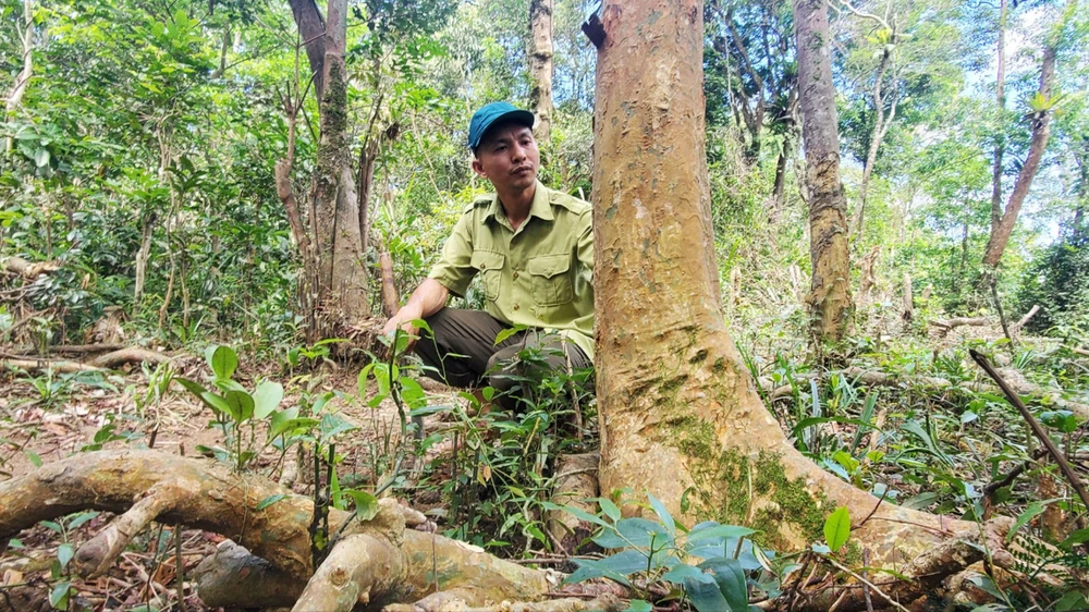 Những cây chè cổ hàng trăm năm tuổi ở An Toàn (huyện An Lão, Bình Định) đang được khảo sát, đánh dấu để phục vụ phục hồi, sản xuất thử nghiệm