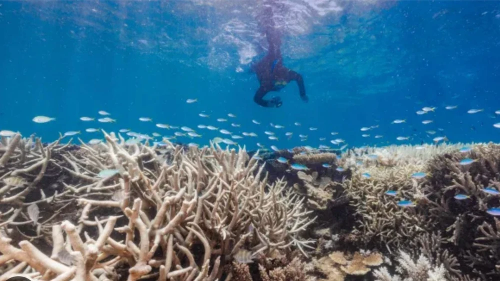 Rạn san hô Great Barrier đang bị tẩy trắng. Ảnh: AToday