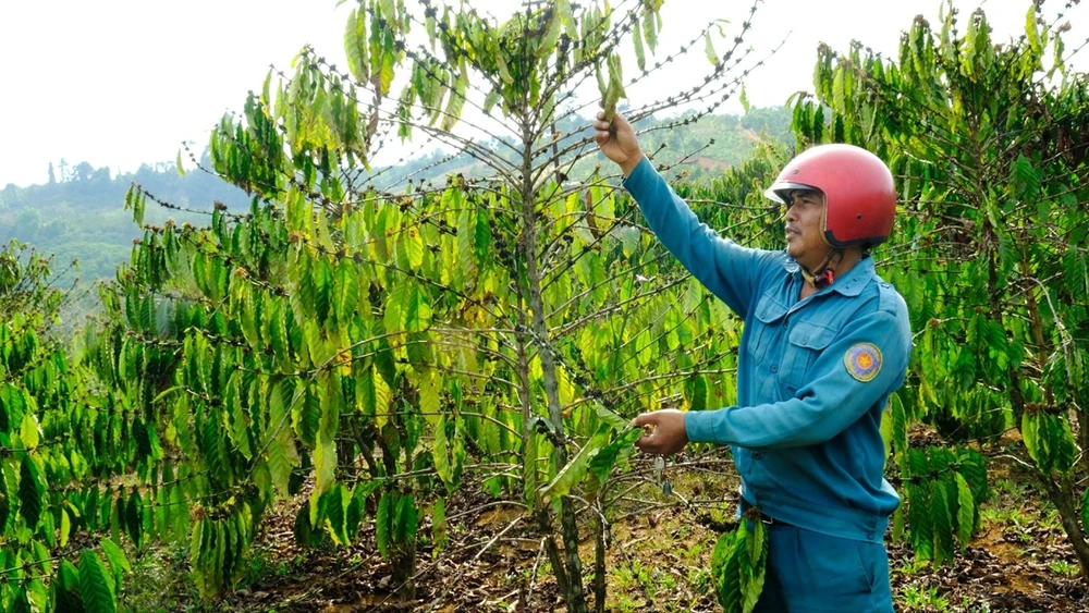 Cà phê trồng tại xã Lộc Bảo, huyện Bảo Lâm (Lâm Đồng) bị khô bông vì thiếu nước tưới, nguy cơ thất thu cao