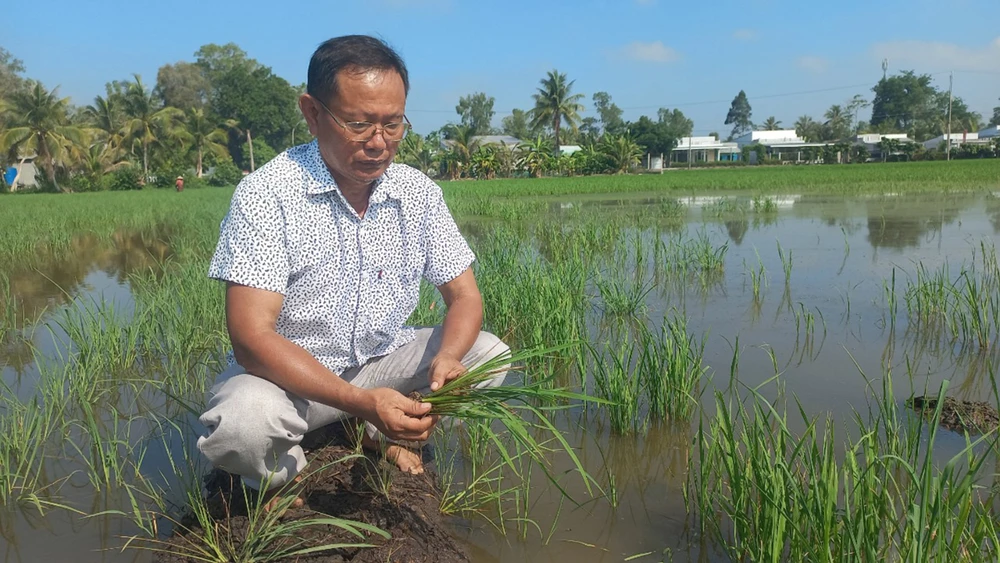 Lúa của nông dân huyện Vị Thủy, tỉnh Hậu Giang gần Dự án đường cao tốc Bắc - Nam bị thiệt hại