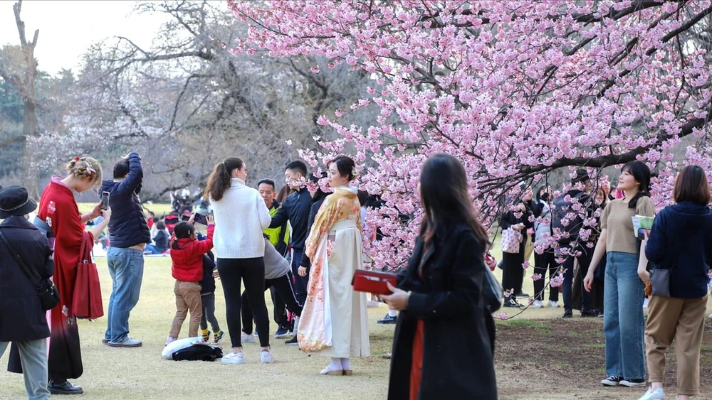 Khách du lịch ngắm hoa anh đào tại Tokyo, Nhật Bản. Ảnh: JAPAN TIMES