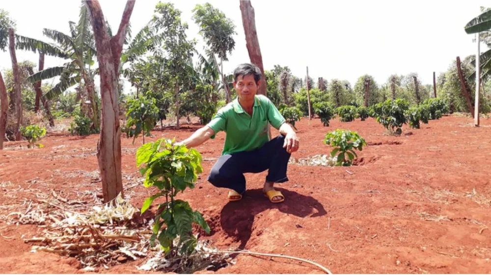 Cây giống cà phê ở Tây Nguyên “cháy” hàng