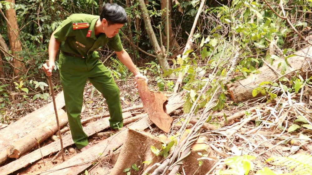 Hiện trường vụ phá rừng ở lô 1C, khoảnh 6, Tiểu khu 687 thuộc thôn Tà Lêng, xã Đakrông