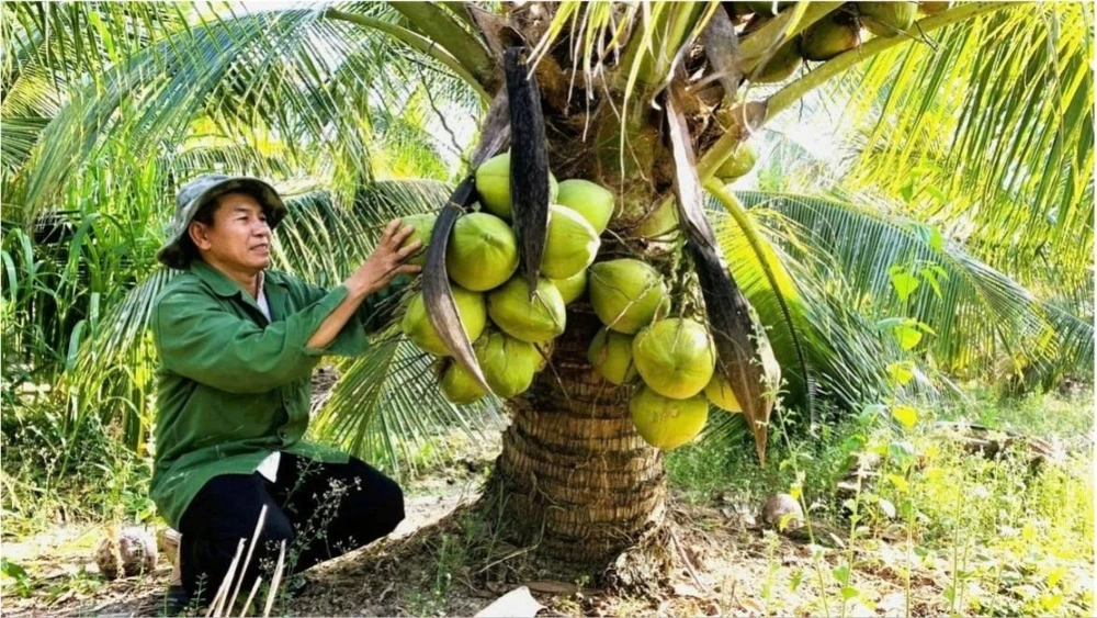 Dừa Bến Tre xuất khẩu sang hơn 90 quốc gia và vùng lãnh thổ