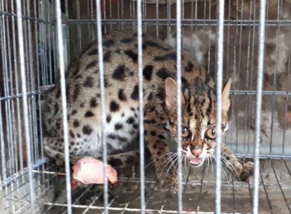 The rare cat caught by a local in Dam Doi (Photo: SGGP)