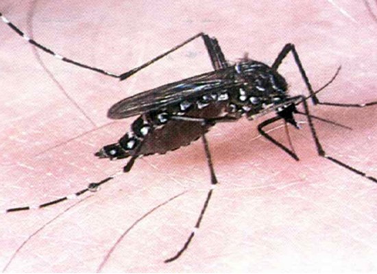 The dengue virus is transmitted to humans via the bite of an infected mosquito ( Illustrative photo)