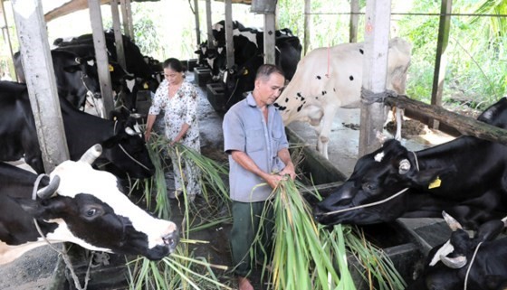 Milk cows are bred in Cu Chi (photo: SGG)
