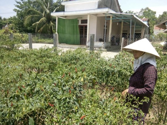 Many farms for growing chili pepper are left fallow because price of the produce drops (Photo: SGGP)