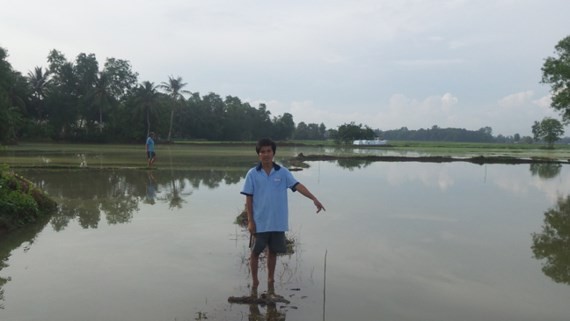 Long lasting heavy rain has flooded many rice fields in the Mekong Delta province of Bac Lieu for the last couple of days (Photo: SGGP)