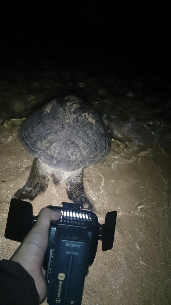 the turtle lays eggs in the shore in Hon Cau Island (Photo: SGGP)