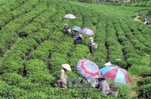 Vietnam’s tea sector is aiming to export 150,000 tonnes and earn a turnover of $250 million in 2017 (Photo: VNA)