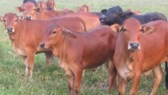 Outbreaks of Foot-and-mouth disease in Highlands, central provinces