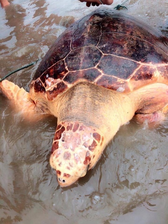 The endangered green turtle was released into wild in Quang Tri province. (Photo: nld.com.vn)