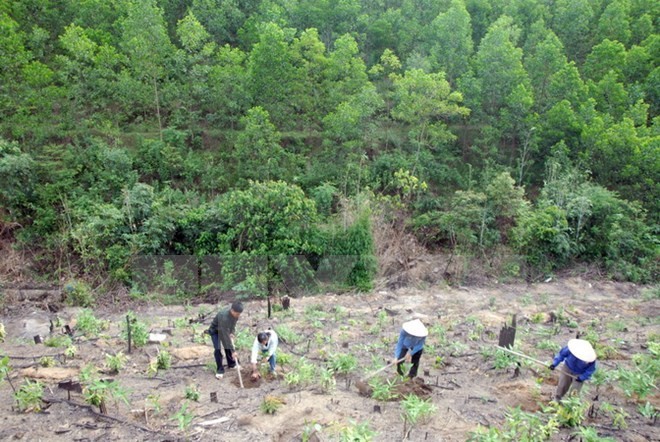 The Central Highlands aims for 49.8 percent in forest coverage in 2020 (Photo: VNA)