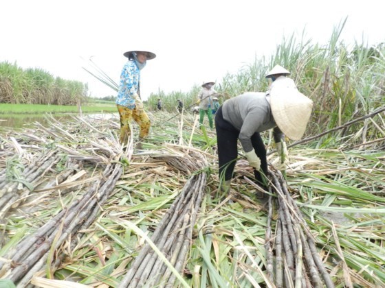 Farmers in Hau Giang Mekong delta province harvest Sugarcane (Photo: SGGP)