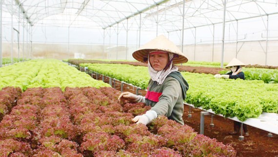 A worker in hi-tech farm in Lam Dong Province (Photo: SGGP)