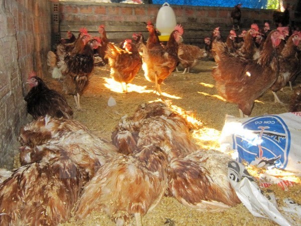 A/H5N1-affected chickens at a farm. (Photo: VNA)