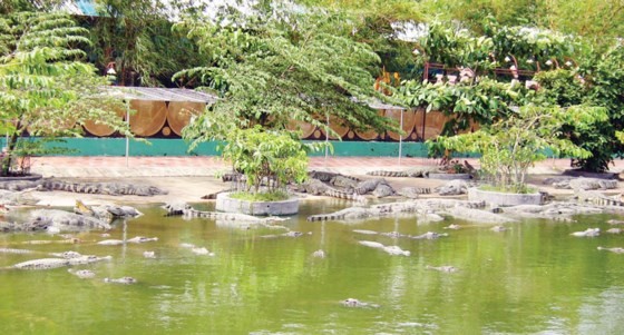 Breeding crocodiles in Suoi Tien Park in HCMC (Photo: SGGP)